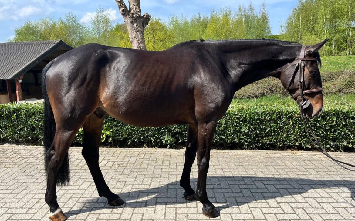 Find Your Horse